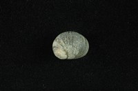 藏品(金口石蜑螺)的圖片